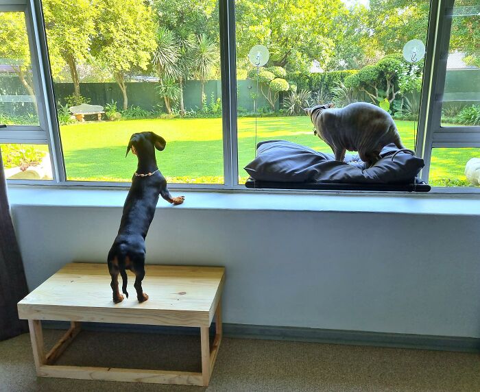 I Wrote A Children’s Book About My Dog Named Vinkie I Wrote A Children’s Book About My Dog Named Vinkie