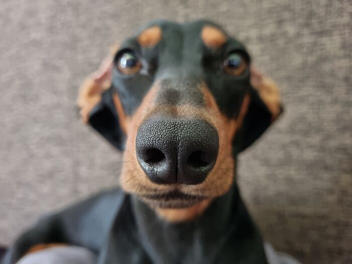 I Wrote A Children’s Book About My Dog Named Vinkie I Wrote A Children’s Book About My Dog Named Vinkie