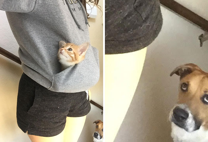 50 Times Pets Hilariously Showed How Jealous They Are 50 Times Pets Hilariously Showed How Jealous They Are