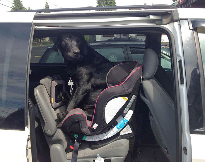 50 Times Pets Hilariously Showed How Jealous They Are 50 Times Pets Hilariously Showed How Jealous They Are