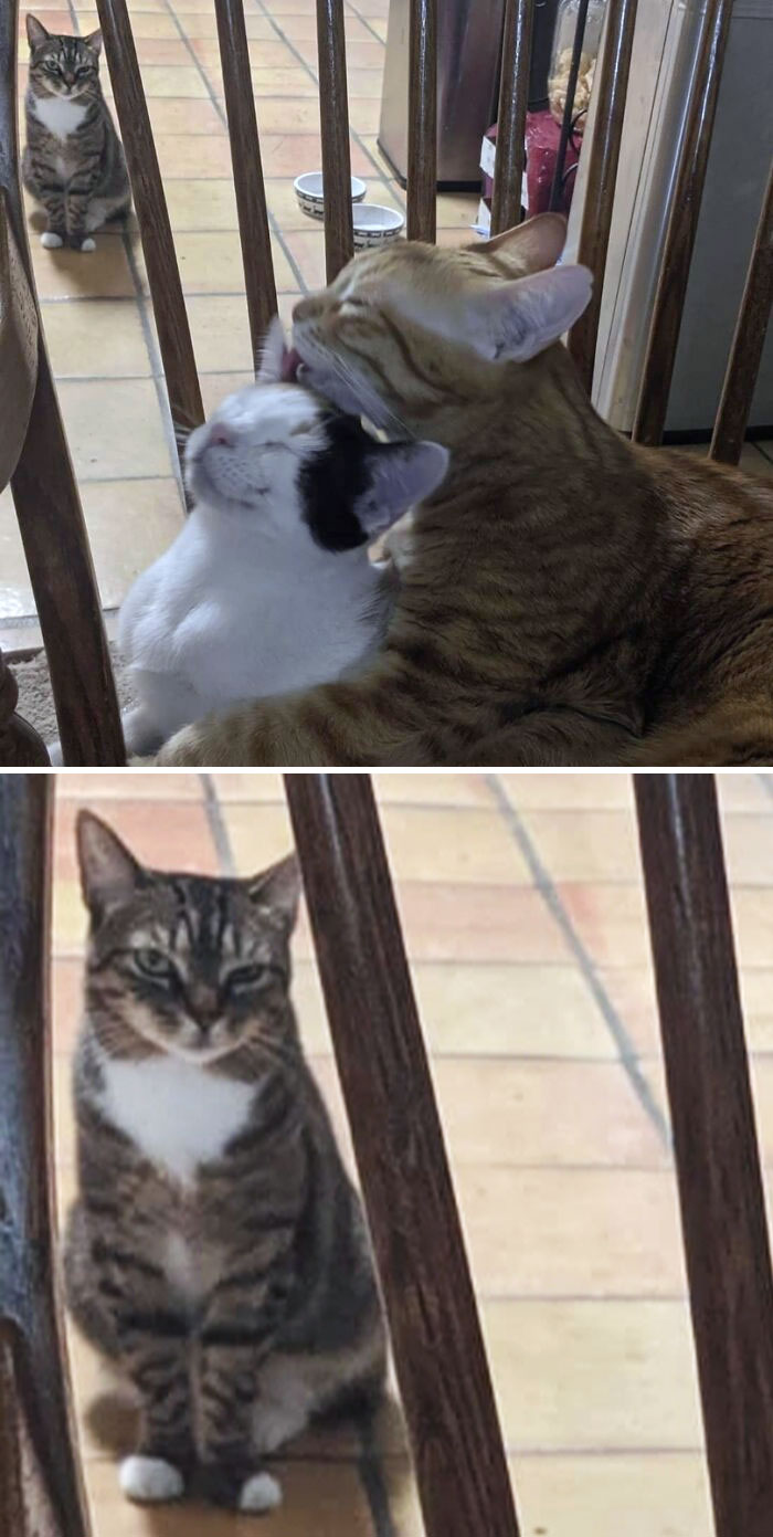 50 Times Pets Hilariously Showed How Jealous They Are 50 Times Pets Hilariously Showed How Jealous They Are