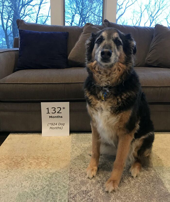 50 Times Pets Hilariously Showed How Jealous They Are 50 Times Pets Hilariously Showed How Jealous They Are