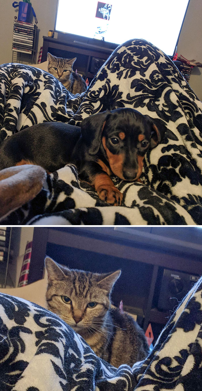 50 Times Pets Hilariously Showed How Jealous They Are 50 Times Pets Hilariously Showed How Jealous They Are