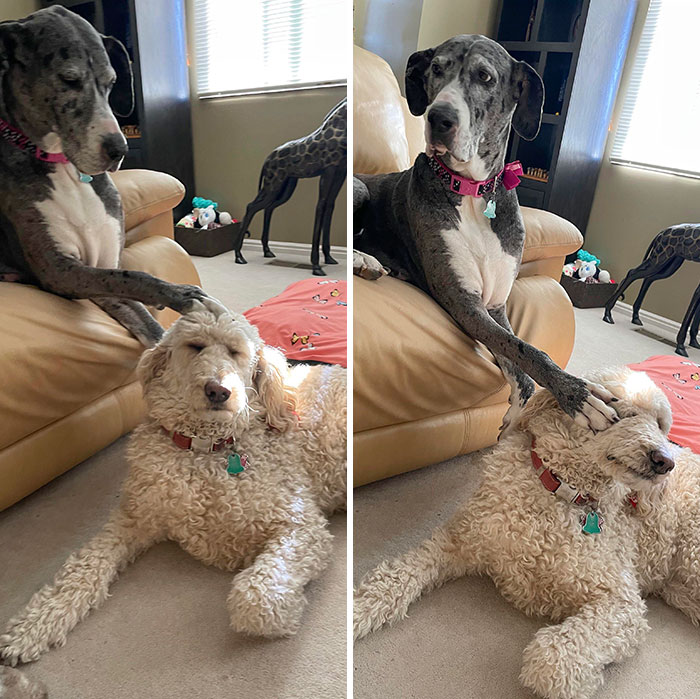 50 Times Pets Hilariously Showed How Jealous They Are 50 Times Pets Hilariously Showed How Jealous They Are