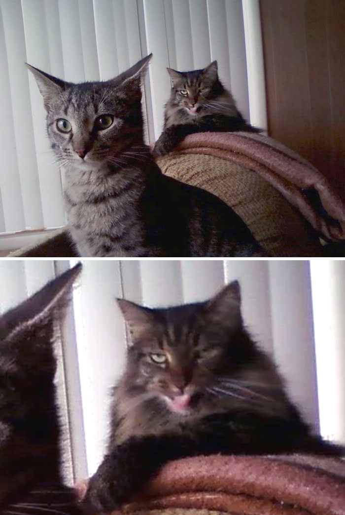 50 Times Pets Hilariously Showed How Jealous They Are 50 Times Pets Hilariously Showed How Jealous They Are