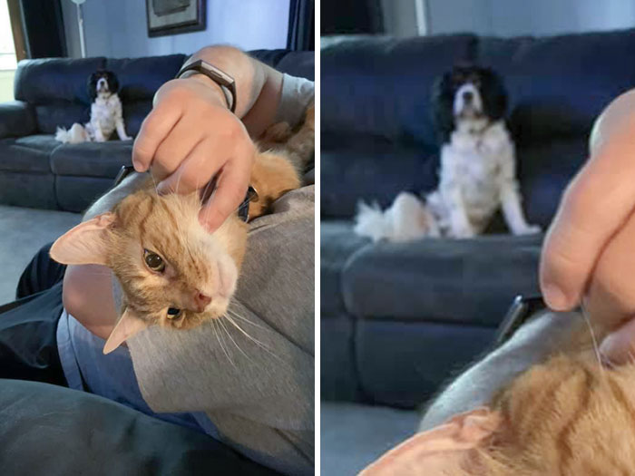 50 Times Pets Hilariously Showed How Jealous They Are 50 Times Pets Hilariously Showed How Jealous They Are