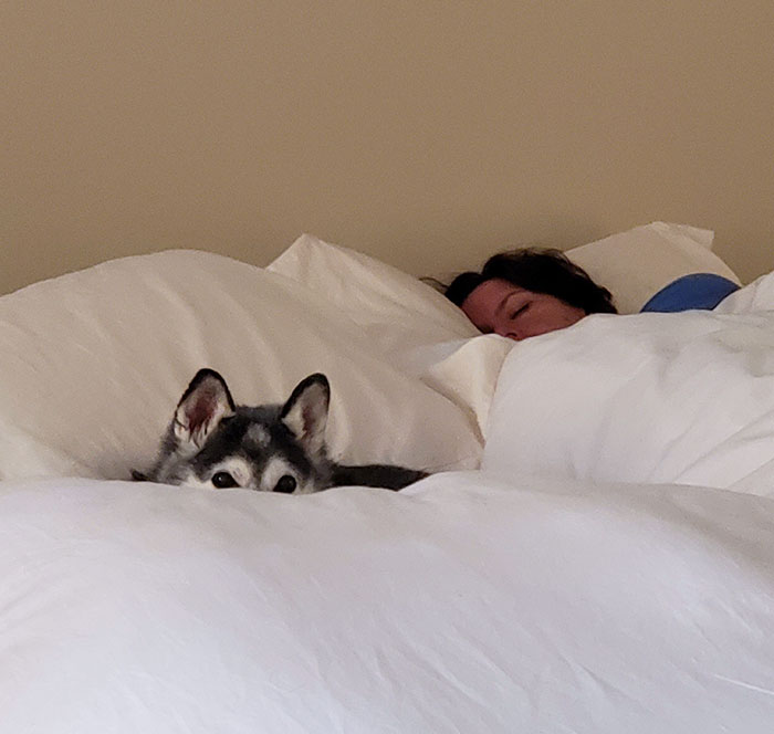 50 Times Pets Hilariously Showed How Jealous They Are 50 Times Pets Hilariously Showed How Jealous They Are