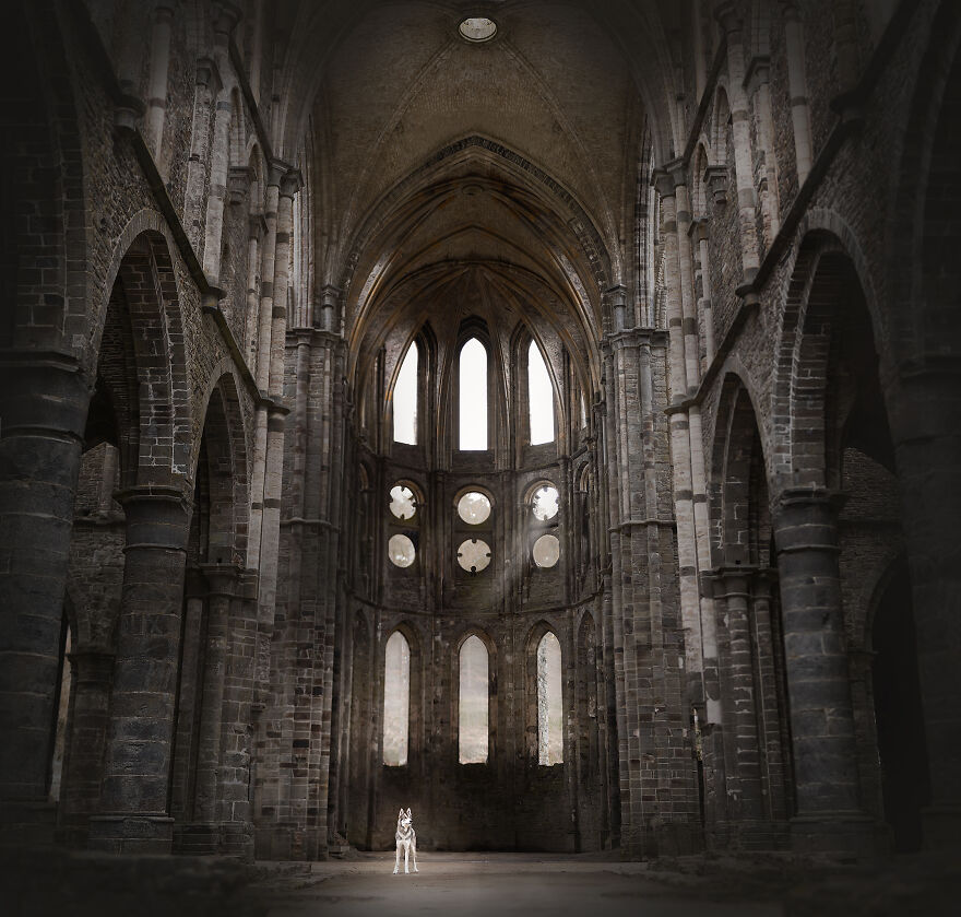 During A Trip To Belgium, I Photographed Dogs In An Old Abbey (7 Pics) During A Trip To Belgium, I Photographed Dogs In An Old Abbey (7 Pics)