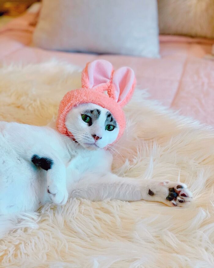 This Cat’s Expressions Get Exaggerated By His Unique Markings That Look Like Eyebrows This Cat’s Expressions Get Exaggerated By His Unique Markings That Look Like Eyebrows