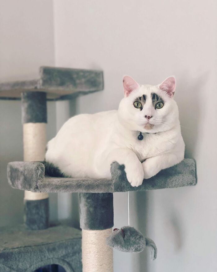 This Cat’s Expressions Get Exaggerated By His Unique Markings That Look Like Eyebrows This Cat’s Expressions Get Exaggerated By His Unique Markings That Look Like Eyebrows