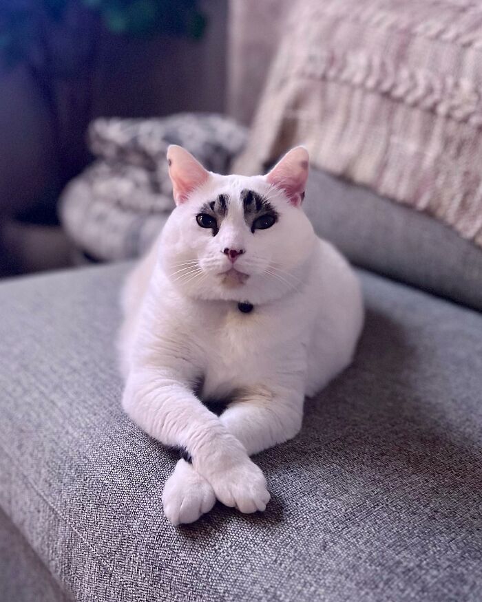 This Cat’s Expressions Get Exaggerated By His Unique Markings That Look Like Eyebrows This Cat’s Expressions Get Exaggerated By His Unique Markings That Look Like Eyebrows