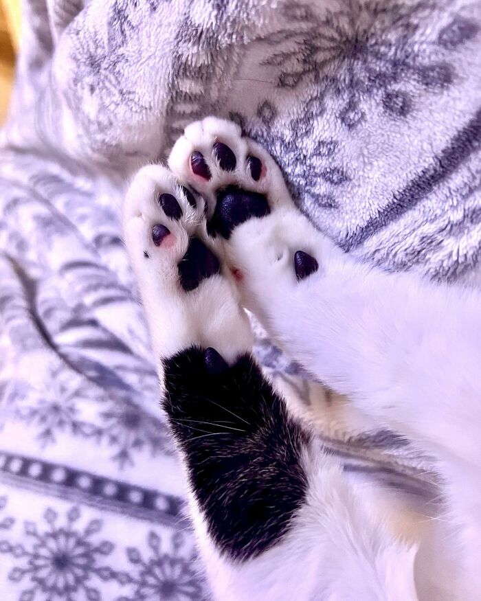 This Cat’s Expressions Get Exaggerated By His Unique Markings That Look Like Eyebrows This Cat’s Expressions Get Exaggerated By His Unique Markings That Look Like Eyebrows