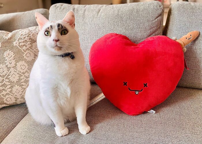 This Cat’s Expressions Get Exaggerated By His Unique Markings That Look Like Eyebrows This Cat’s Expressions Get Exaggerated By His Unique Markings That Look Like Eyebrows