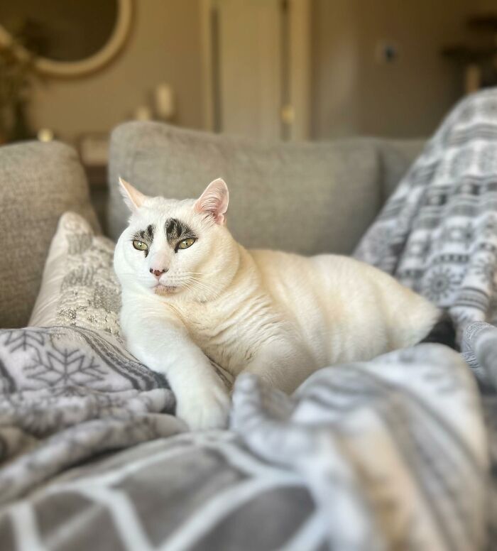 This Cat’s Expressions Get Exaggerated By His Unique Markings That Look Like Eyebrows This Cat’s Expressions Get Exaggerated By His Unique Markings That Look Like Eyebrows
