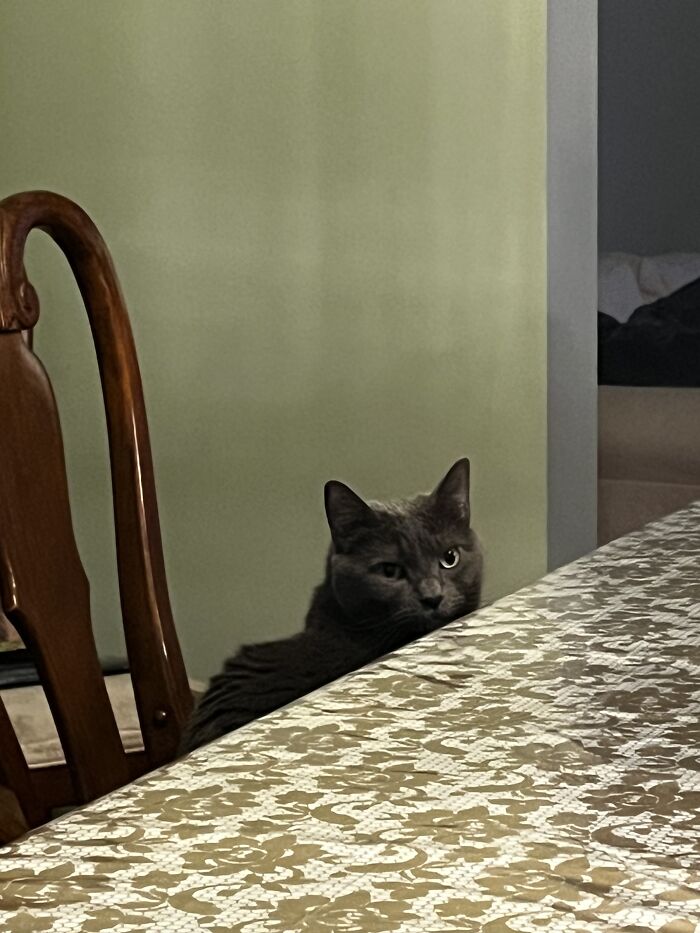 I Captured My Cat Sitting In Weird Spots (20 Pics) I Captured My Cat Sitting In Weird Spots (20 Pics)