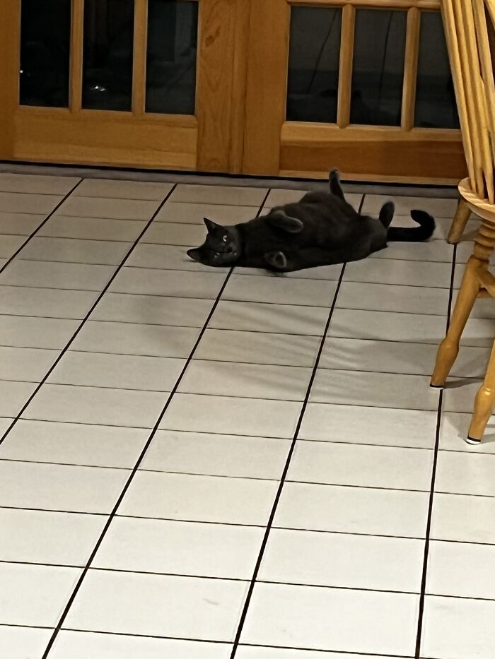 I Captured My Cat Sitting In Weird Spots (20 Pics) I Captured My Cat Sitting In Weird Spots (20 Pics)