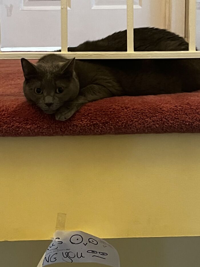 I Captured My Cat Sitting In Weird Spots (20 Pics) I Captured My Cat Sitting In Weird Spots (20 Pics)