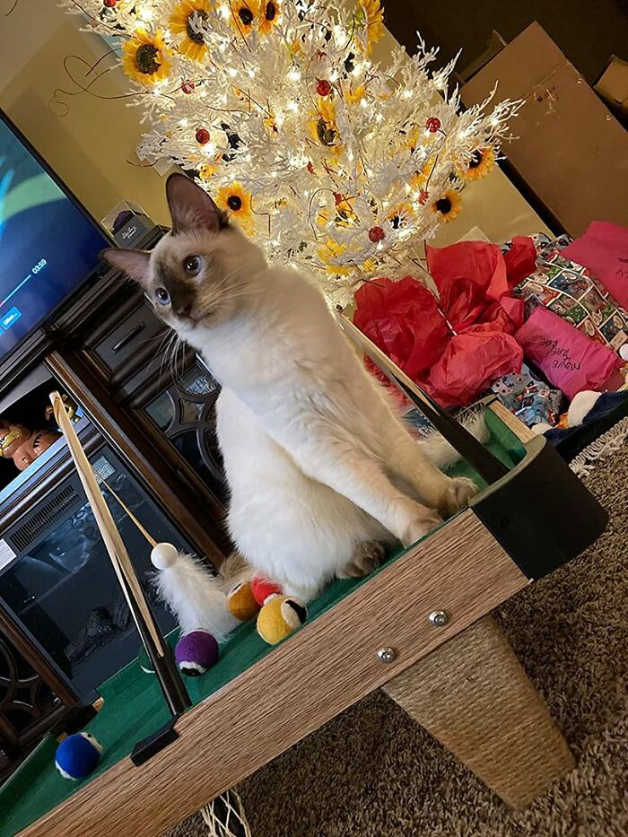 Interactive Mini Billiards For Cats: Perfect To Keep Your Pet Occupied Interactive Mini Billiards For Cats: Perfect To Keep Your Pet Occupied