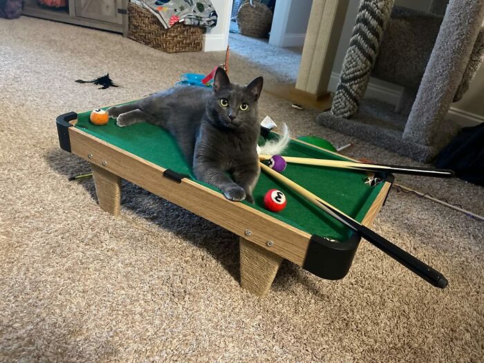Interactive Mini Billiards For Cats: Perfect To Keep Your Pet Occupied Interactive Mini Billiards For Cats: Perfect To Keep Your Pet Occupied