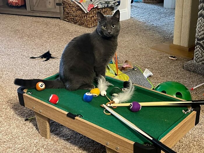 Interactive Mini Billiards For Cats: Perfect To Keep Your Pet Occupied Interactive Mini Billiards For Cats: Perfect To Keep Your Pet Occupied