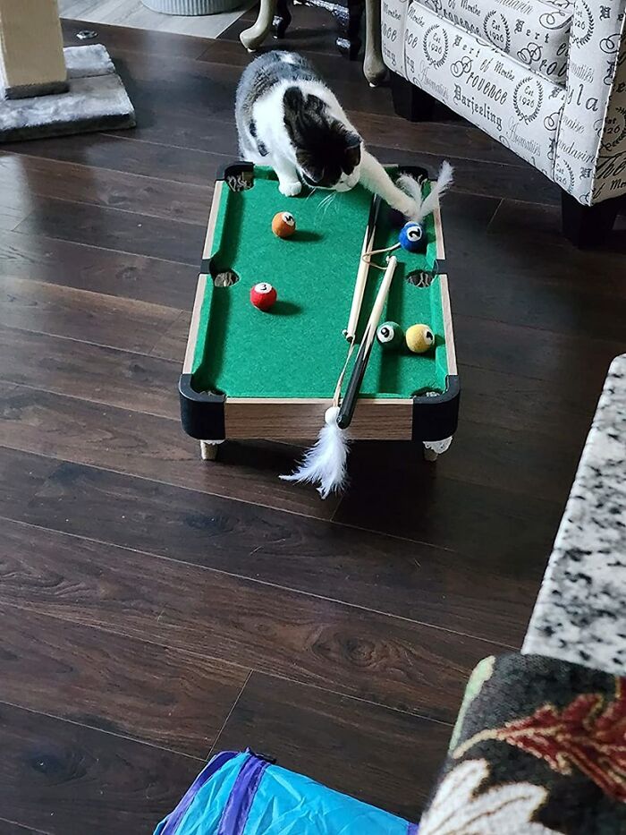 Interactive Mini Billiards For Cats: Perfect To Keep Your Pet Occupied Interactive Mini Billiards For Cats: Perfect To Keep Your Pet Occupied