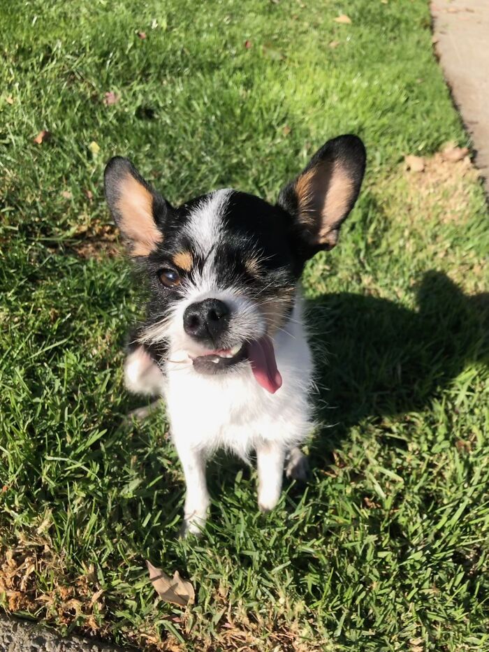 Hey Pandas, Show Your Pets With Their Tongues Out (Closed) Hey Pandas, Show Your Pets With Their Tongues Out (Closed)