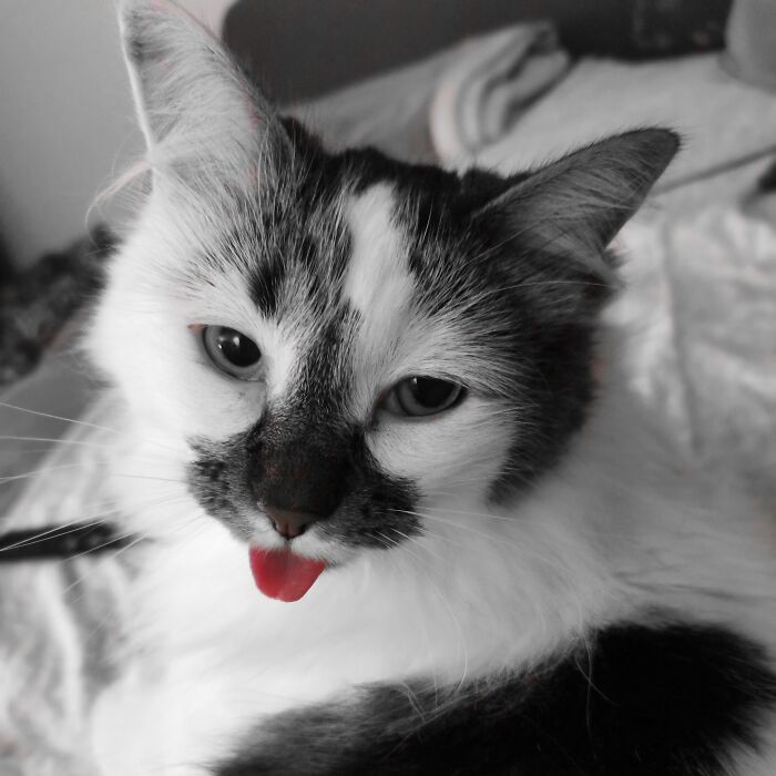 Hey Pandas, Show Your Pets With Their Tongues Out (Closed) Hey Pandas, Show Your Pets With Their Tongues Out (Closed)