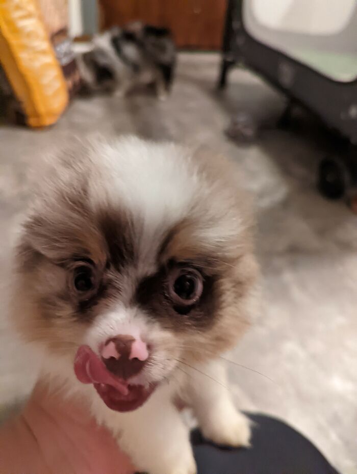 Hey Pandas, Show Your Pets With Their Tongues Out (Closed) Hey Pandas, Show Your Pets With Their Tongues Out (Closed)