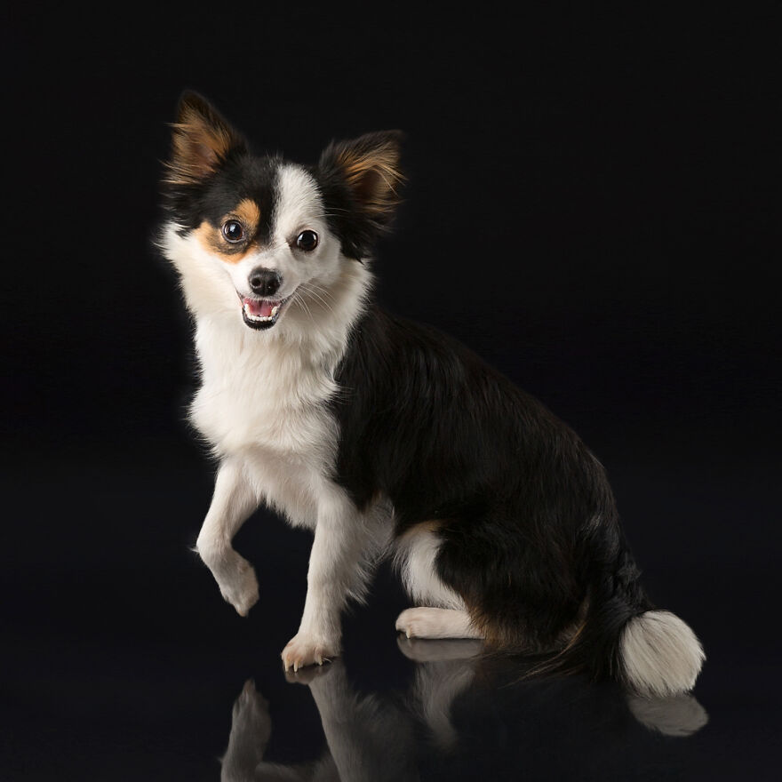 I Took Pictures Of Adorable Dogs And Cats At Animal Shelters And Rescues In The United States (17 Pics) I Took Pictures Of Adorable Dogs And Cats At Animal Shelters And Rescues In The United States (17 Pics)