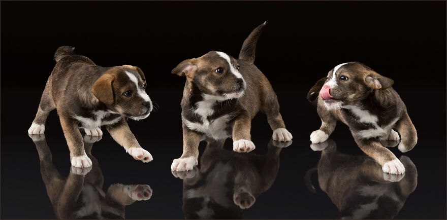 I Took Pictures Of Adorable Dogs And Cats At Animal Shelters And Rescues In The United States (17 Pics) I Took Pictures Of Adorable Dogs And Cats At Animal Shelters And Rescues In The United States (17 Pics)