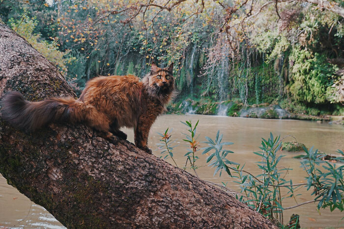 I Have Traveled To 33 Countries Together With My Maine Coon Cat, See The Highlights Of Our Journey To Turkey And Georgia I Have Traveled To 33 Countries Together With My Maine Coon Cat, See The Highlights Of Our Journey To Turkey And Georgia