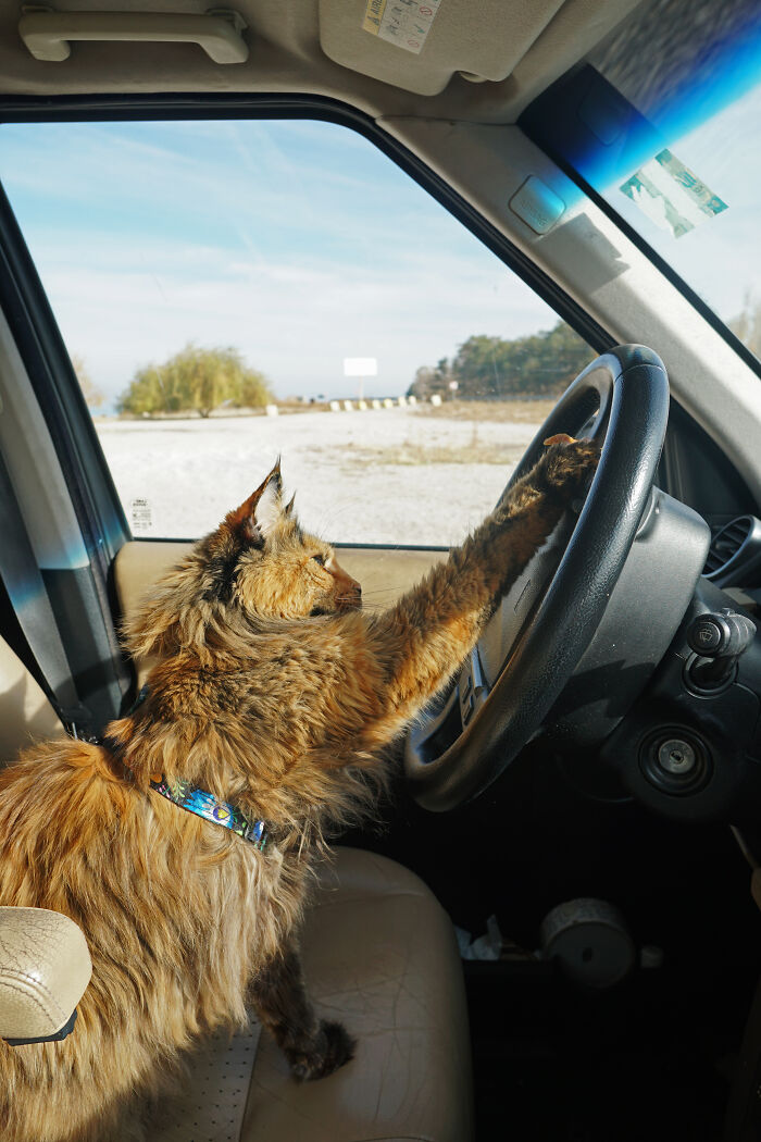 I Have Traveled To 33 Countries Together With My Maine Coon Cat, See The Highlights Of Our Journey To Turkey And Georgia I Have Traveled To 33 Countries Together With My Maine Coon Cat, See The Highlights Of Our Journey To Turkey And Georgia