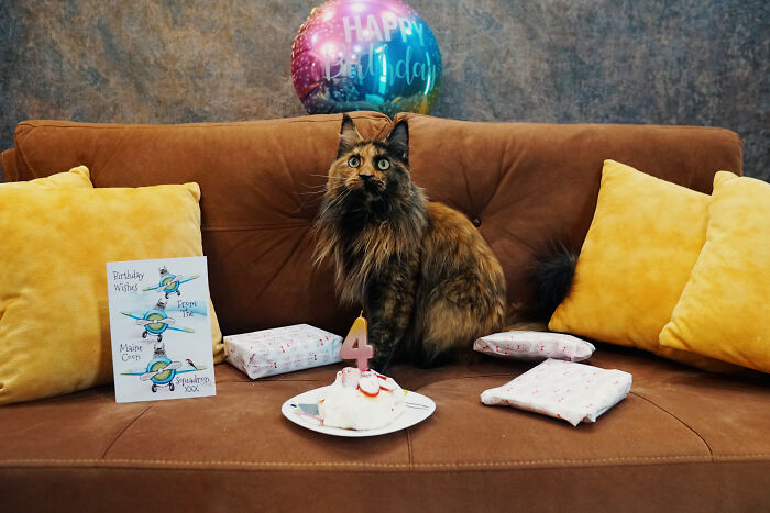 I Have Traveled To 33 Countries Together With My Maine Coon Cat, See The Highlights Of Our Journey To Turkey And Georgia I Have Traveled To 33 Countries Together With My Maine Coon Cat, See The Highlights Of Our Journey To Turkey And Georgia