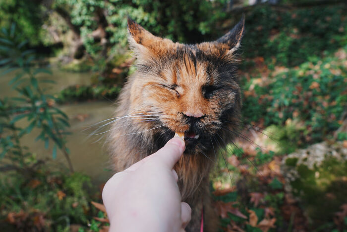 I Have Traveled To 33 Countries Together With My Maine Coon Cat, See The Highlights Of Our Journey To Turkey And Georgia I Have Traveled To 33 Countries Together With My Maine Coon Cat, See The Highlights Of Our Journey To Turkey And Georgia