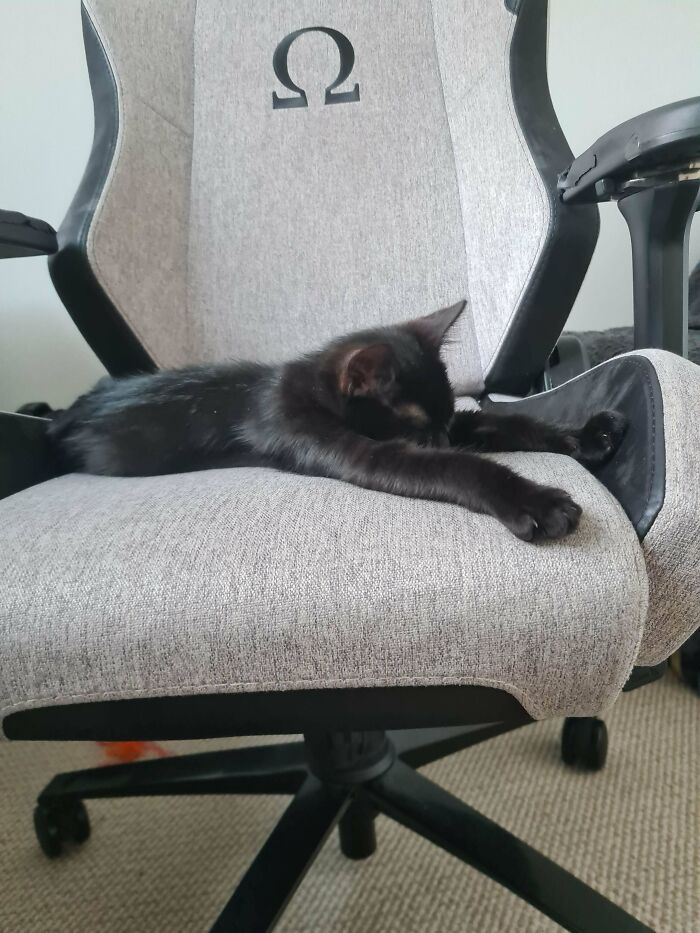 50 Heartwarming Pics Of Pets That Found Their New Home (March Edition) 50 Heartwarming Pics Of Pets That Found Their New Home (March Edition)