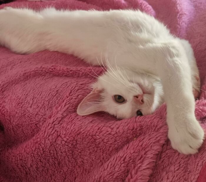 50 Heartwarming Pics Of Pets That Found Their New Home (March Edition) 50 Heartwarming Pics Of Pets That Found Their New Home (March Edition)