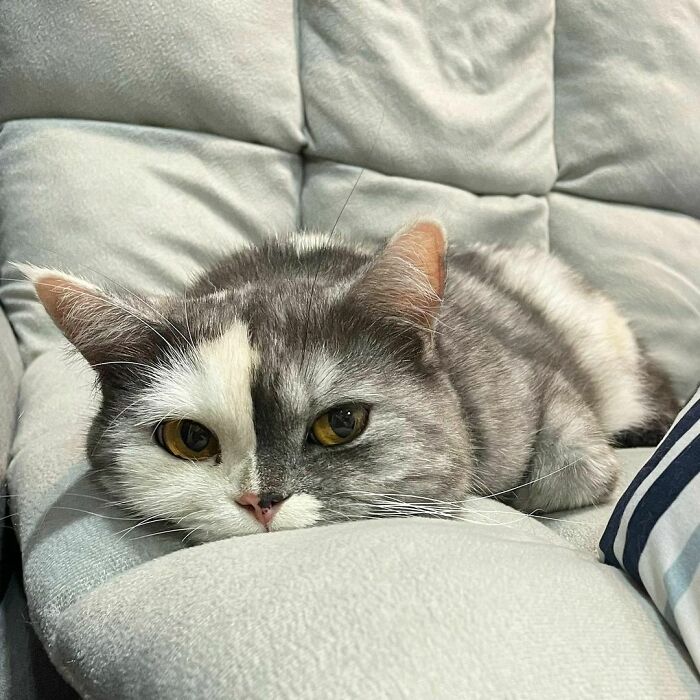 These 88 Cats With Unique Markings Might Be The Coolest Thing Ever These 88 Cats With Unique Markings Might Be The Coolest Thing Ever