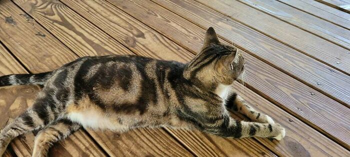 These 88 Cats With Unique Markings Might Be The Coolest Thing Ever These 88 Cats With Unique Markings Might Be The Coolest Thing Ever