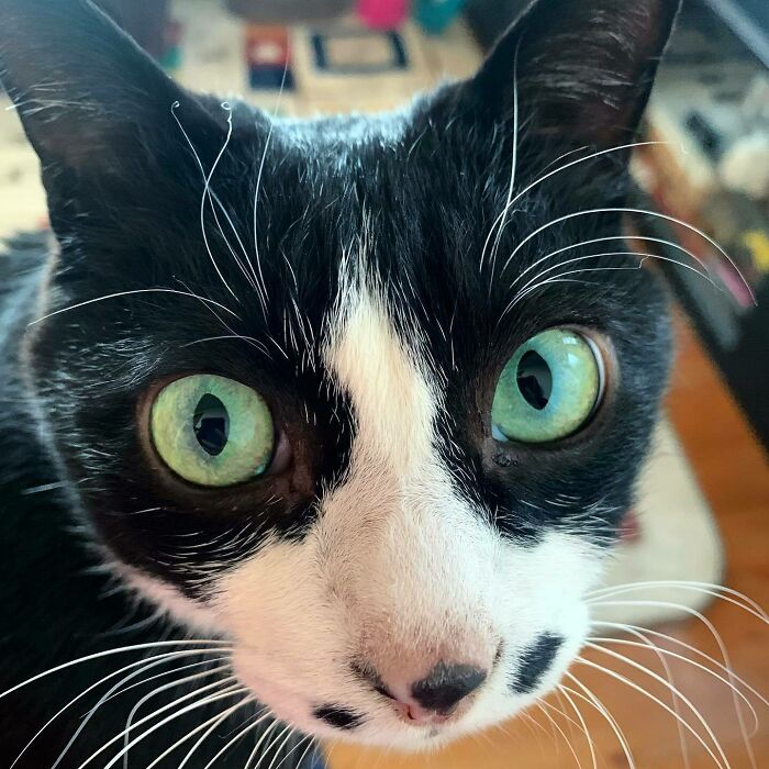 These 88 Cats With Unique Markings Might Be The Coolest Thing Ever These 88 Cats With Unique Markings Might Be The Coolest Thing Ever