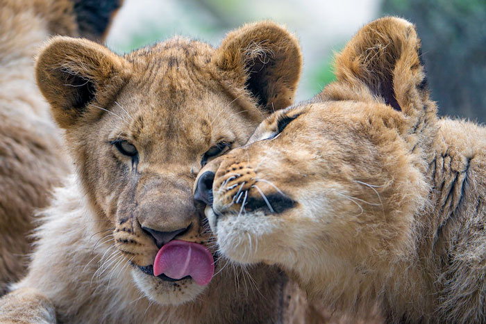 35 Of The Smartest Animals On Earth 35 Of The Smartest Animals On Earth