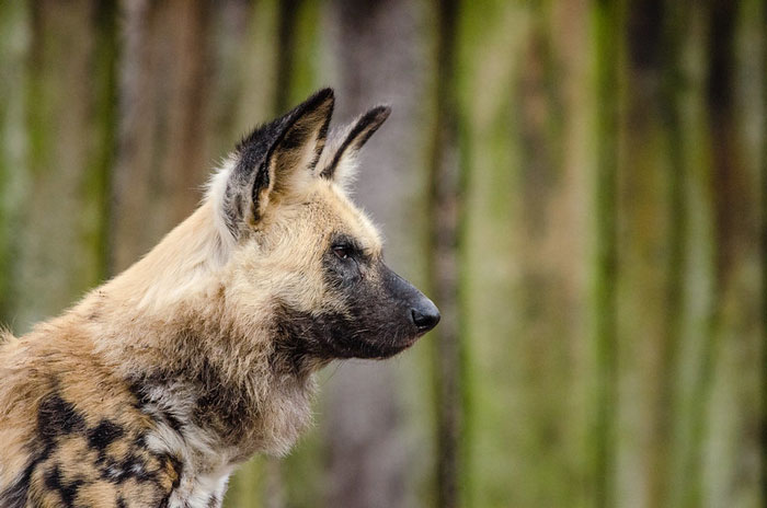 35 Of The Smartest Animals On Earth