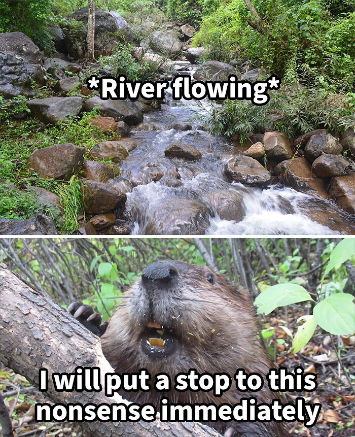 75 Randomly Funny Memes That Make Life Feel Just A Little Lighter (New Pics)