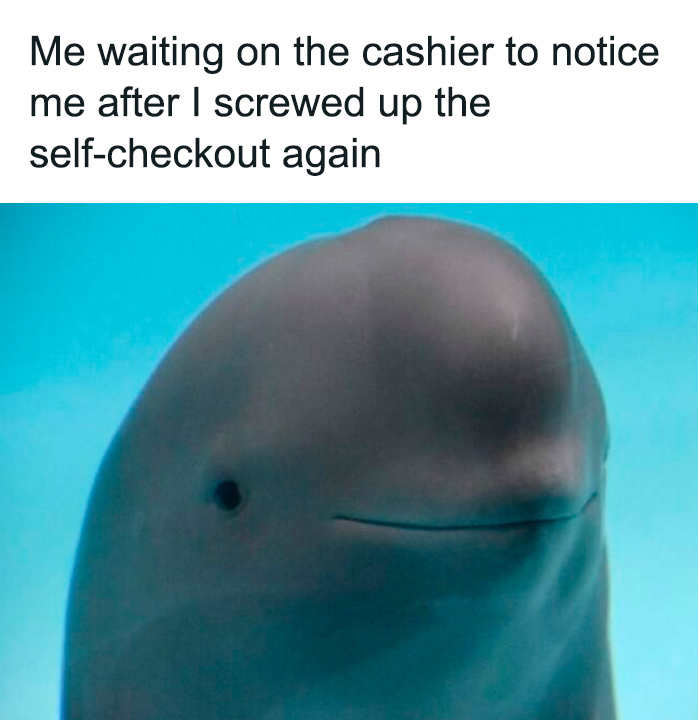 75 Randomly Funny Memes That Make Life Feel Just A Little Lighter (New Pics)