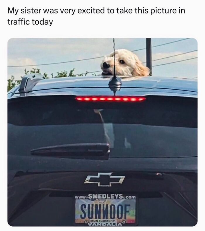 75 Randomly Funny Memes That Make Life Feel Just A Little Lighter (New Pics)