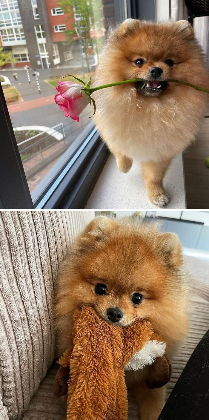 95 Photos Of Pomeranians For Your Daily Dose Of Puppy Cuteness 95 Photos Of Pomeranians For Your Daily Dose Of Puppy Cuteness