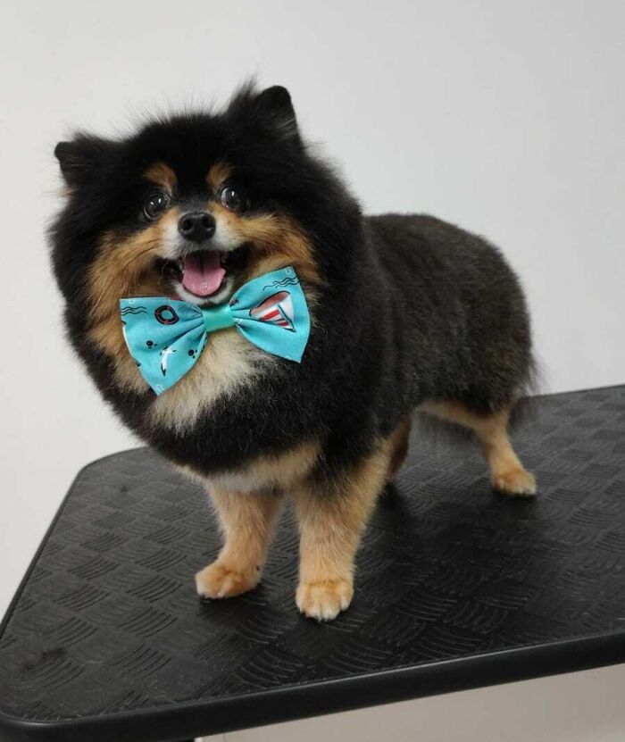 95 Photos Of Pomeranians For Your Daily Dose Of Puppy Cuteness 95 Photos Of Pomeranians For Your Daily Dose Of Puppy Cuteness