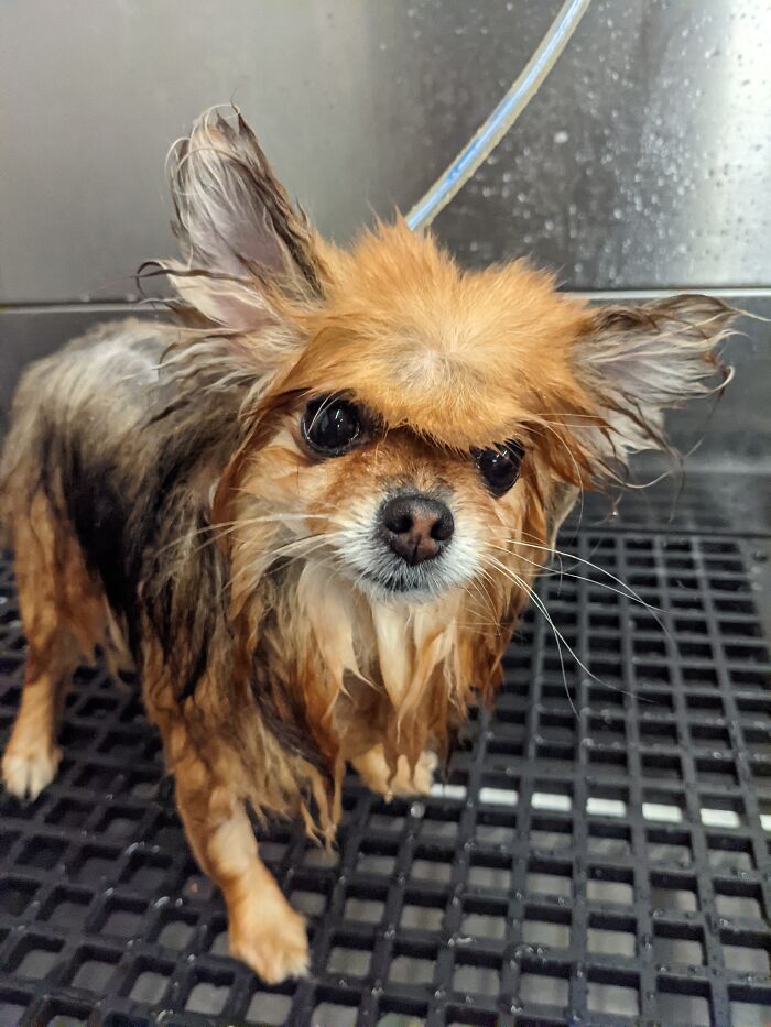 95 Photos Of Pomeranians For Your Daily Dose Of Puppy Cuteness 95 Photos Of Pomeranians For Your Daily Dose Of Puppy Cuteness