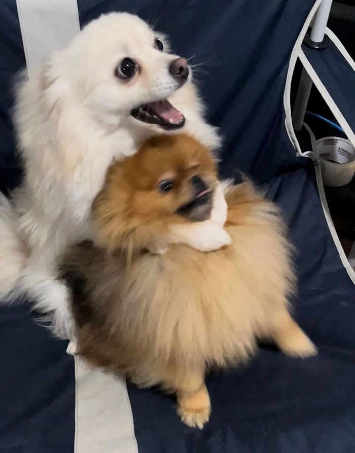 95 Photos Of Pomeranians For Your Daily Dose Of Puppy Cuteness 95 Photos Of Pomeranians For Your Daily Dose Of Puppy Cuteness