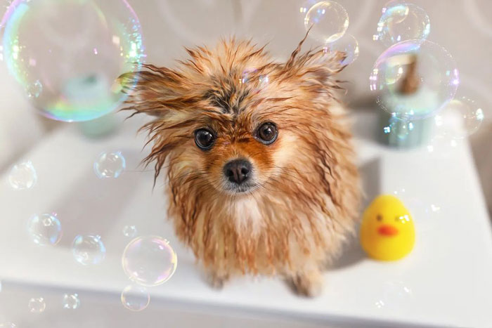 95 Photos Of Pomeranians For Your Daily Dose Of Puppy Cuteness 95 Photos Of Pomeranians For Your Daily Dose Of Puppy Cuteness