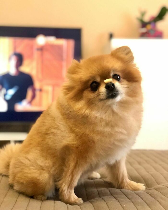 95 Photos Of Pomeranians For Your Daily Dose Of Puppy Cuteness 95 Photos Of Pomeranians For Your Daily Dose Of Puppy Cuteness